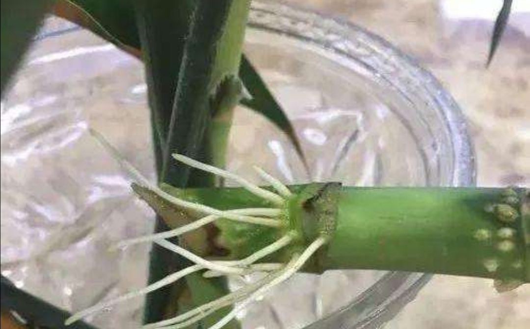 富贵竹爱长红蜘蛛吗,富贵竹黄叶爱喝什么水