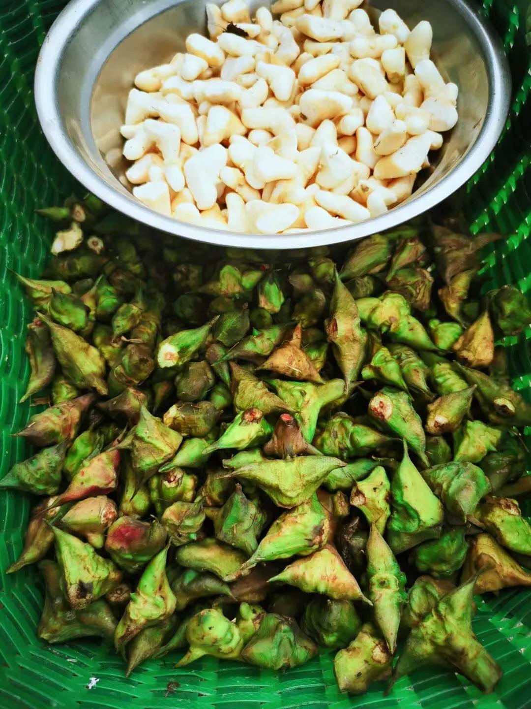 江南可采莲采的是花吗,江南菱角