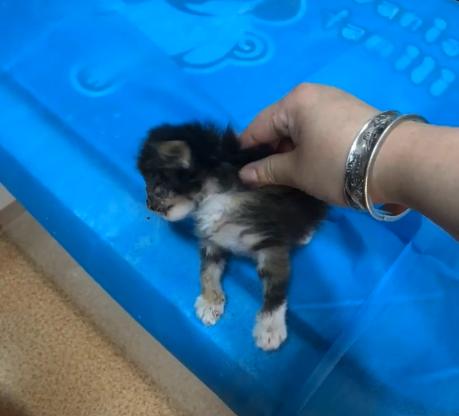 捡到的小奶猫眼睛流脓,捡到的小奶猫眼睛一直有眼屎