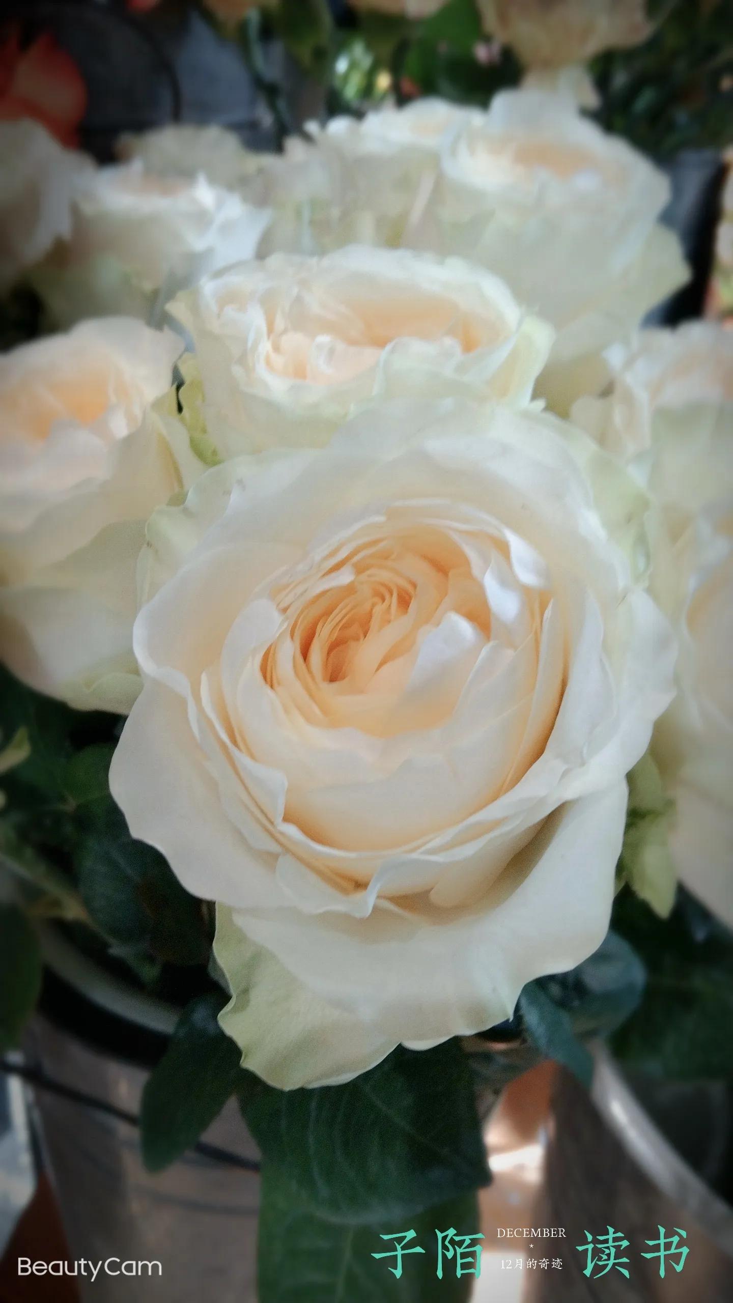 《自己的花是让别人看的》:我与季羡林先生的隔空相望……