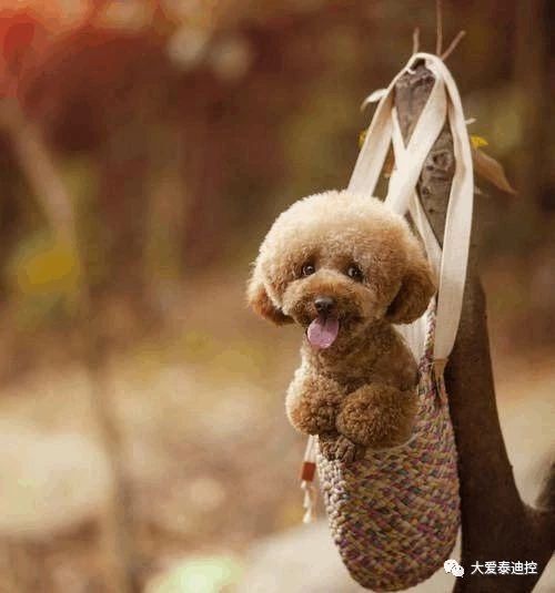 泰迪有白毛是怎么回事,泰迪身上长出白毛是怎么回事