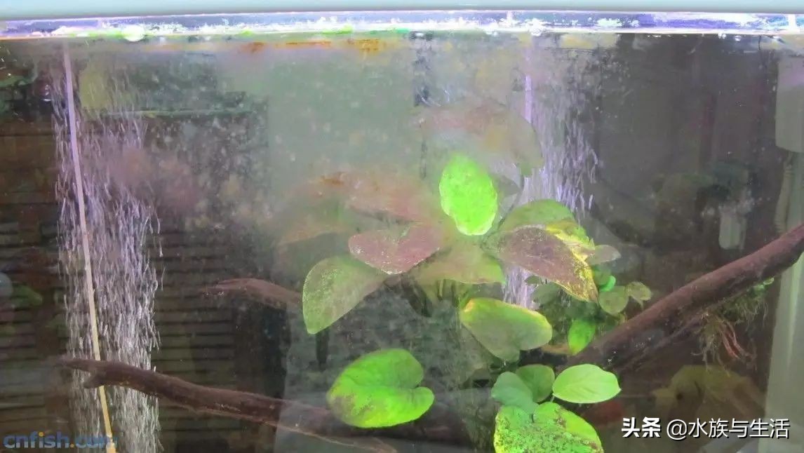 鱼缸除藻能手排名,鱼缸过滤除藻能手