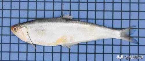 南澳渔民捕鱼视频,南澳渔民出海