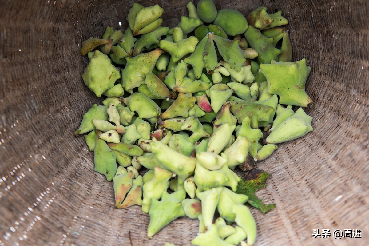 这种果子的果肉酷似一条虫子,野外发现一种奇怪的野果