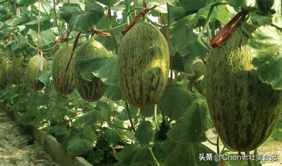 正宗新疆哈密瓜越大越好吃吗,哈密瓜新疆新鲜现摘
