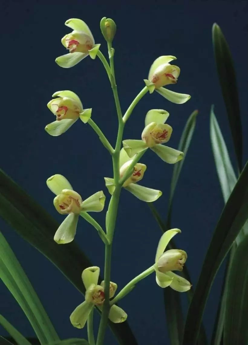 养兰新手用啥盆,最简单的养兰植料