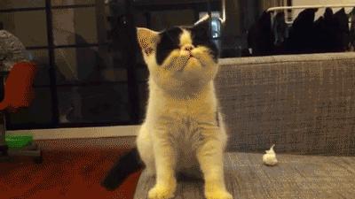 一只猫感冒打喷嚏,一只猫感冒连打20个喷嚏