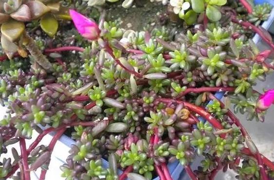 紫米粒多肉的养护方法,多肉紫雾小苗怎么扦插