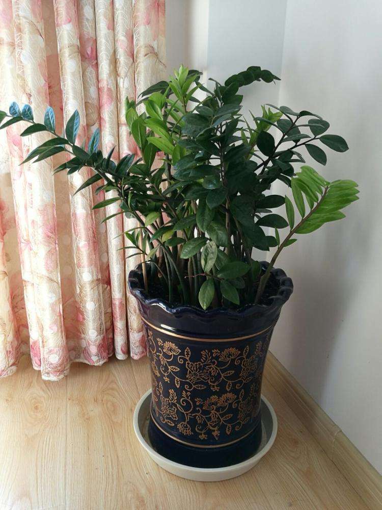 金钱树怎么养才能长得快又茂盛,金钱树怎么养才是正确的