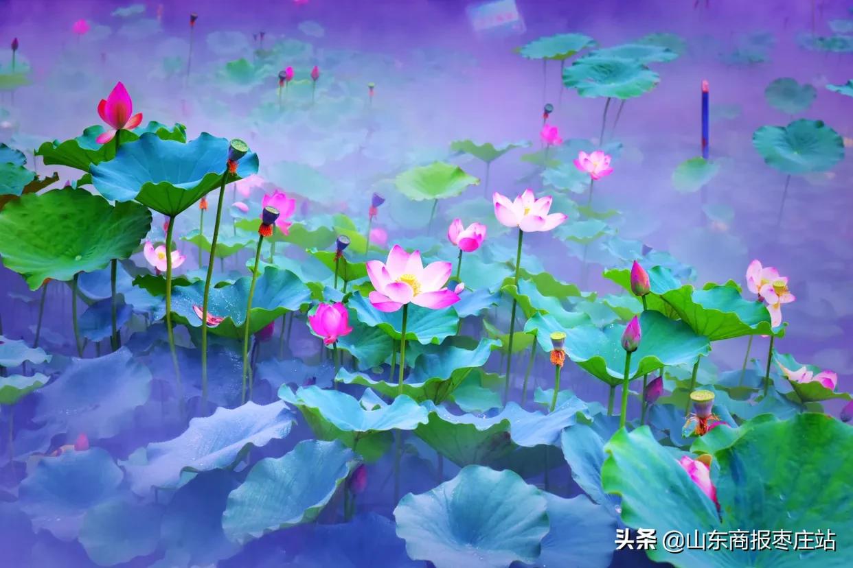 滕州微山湖湿地红荷节明星,20届滕州微山湖红荷湿地开幕式