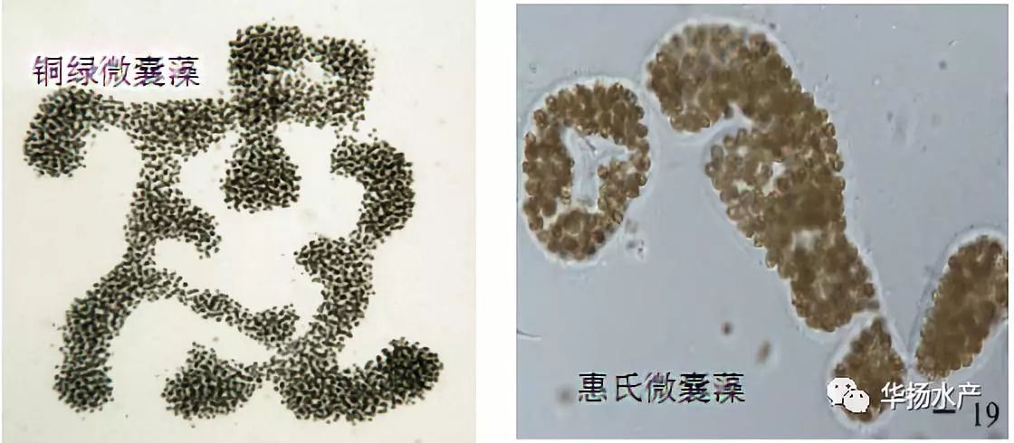 蓝藻水华介绍,蓝藻水华功效与作用
