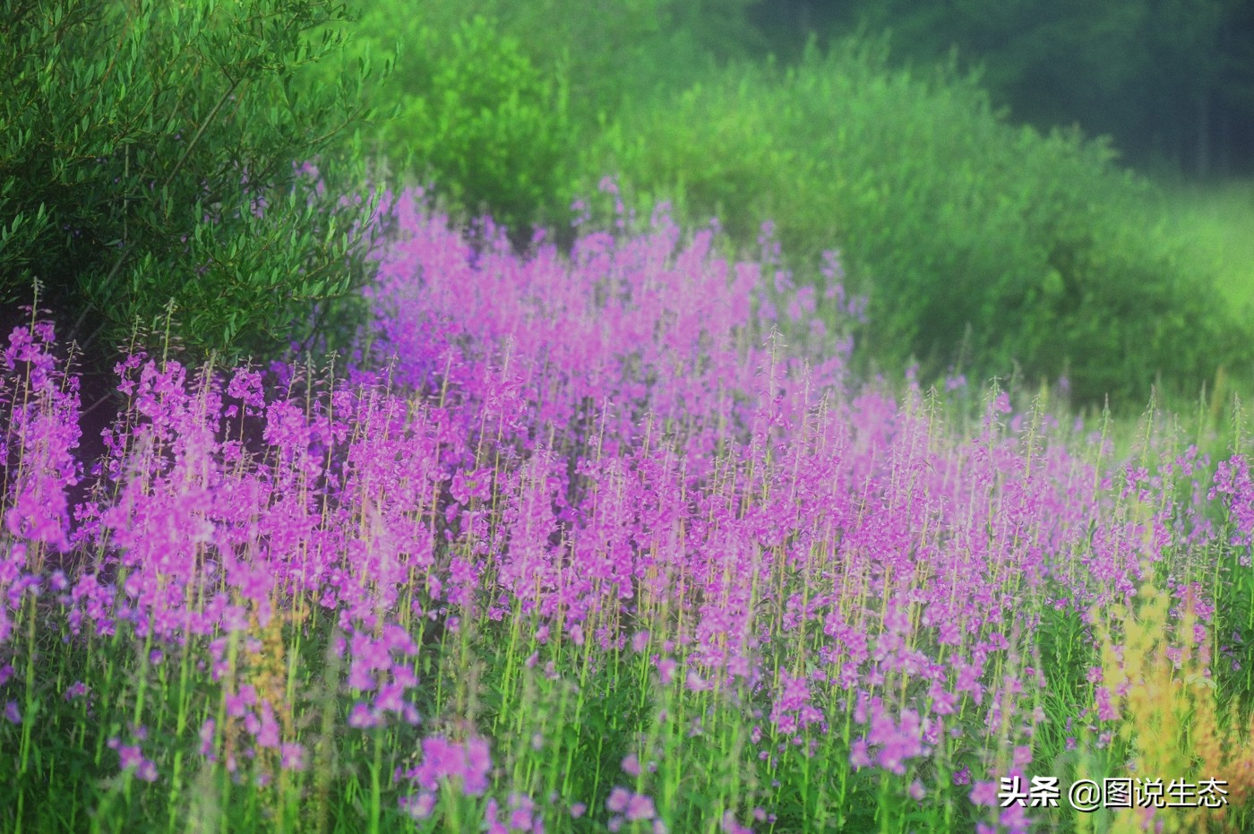 塞罕坝国家森林公园门票价格,塞罕坝2022年收门票吗