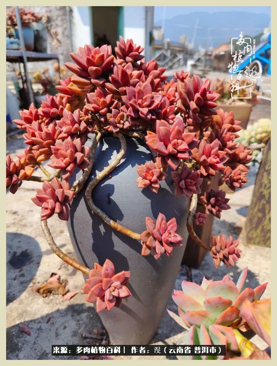 深情不及久伴,厚爱无需多言,择一“爱”,护一生