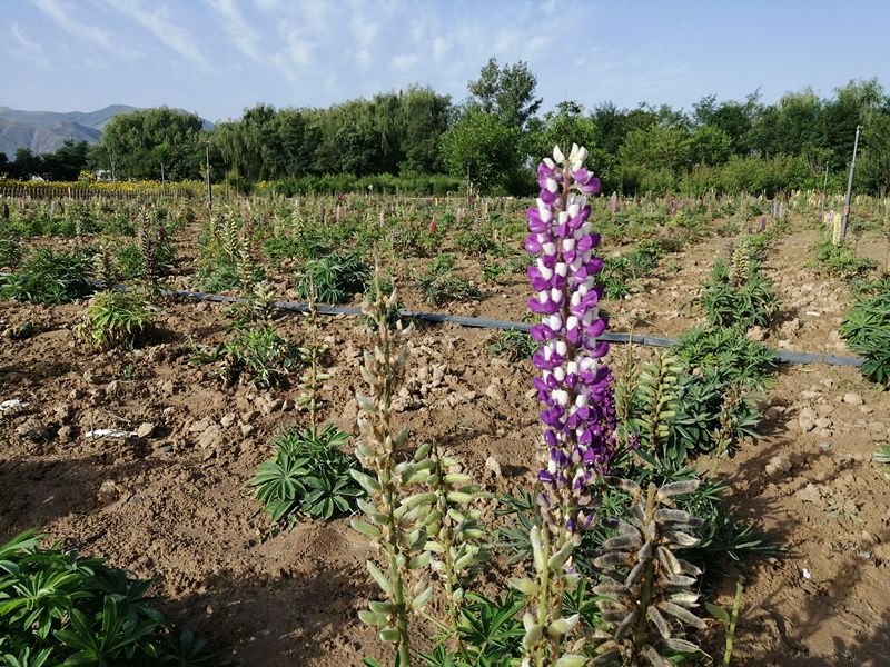 晨练路上感受田园气息,西固区河口镇张家台田园小镇