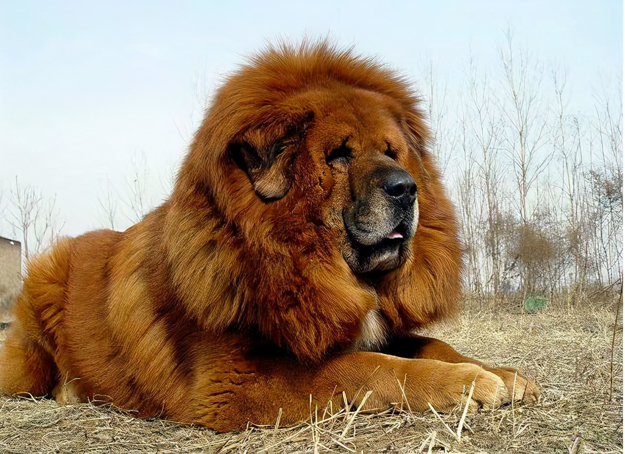 藏獒市场的兴起和崩塌,藏獒从身价不菲到沦为狗肉