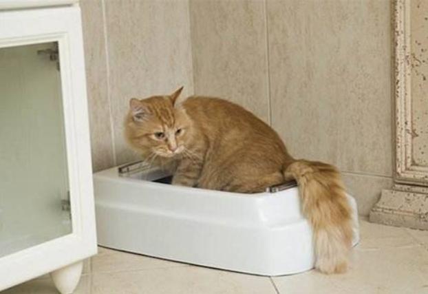 猫咪拉肚子病因及对策,引起猫咪呕吐拉稀的病有哪些