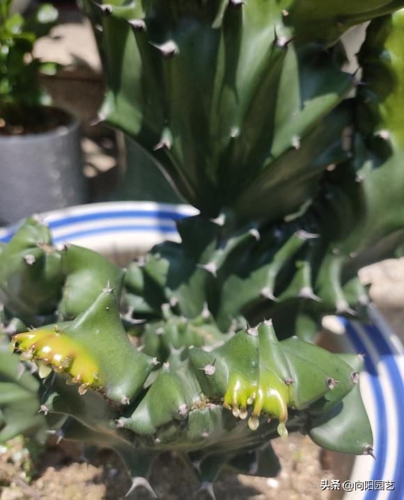 麒麟掌能用大花盆吗,麒麟掌放客厅好吗