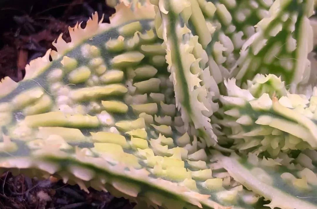 园艺观赏芦荟,园艺芦荟图鉴说明