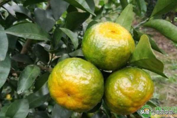柑橘浮皮的原因和防治方法,柑橘黑皮什么月份防治好