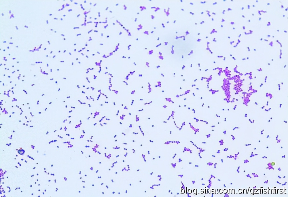 罗非鱼细菌病害防治,罗非鱼得链球菌病的对比图
