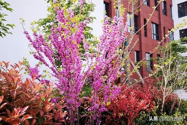 《名校风采》郑州市五十四中学:弦歌不辍五十载,上下求索奏华章