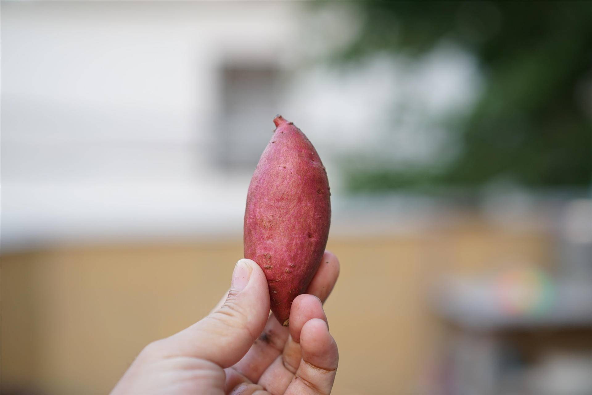 艾优sup电动牙刷刷头,艾优sup电动牙刷好吗