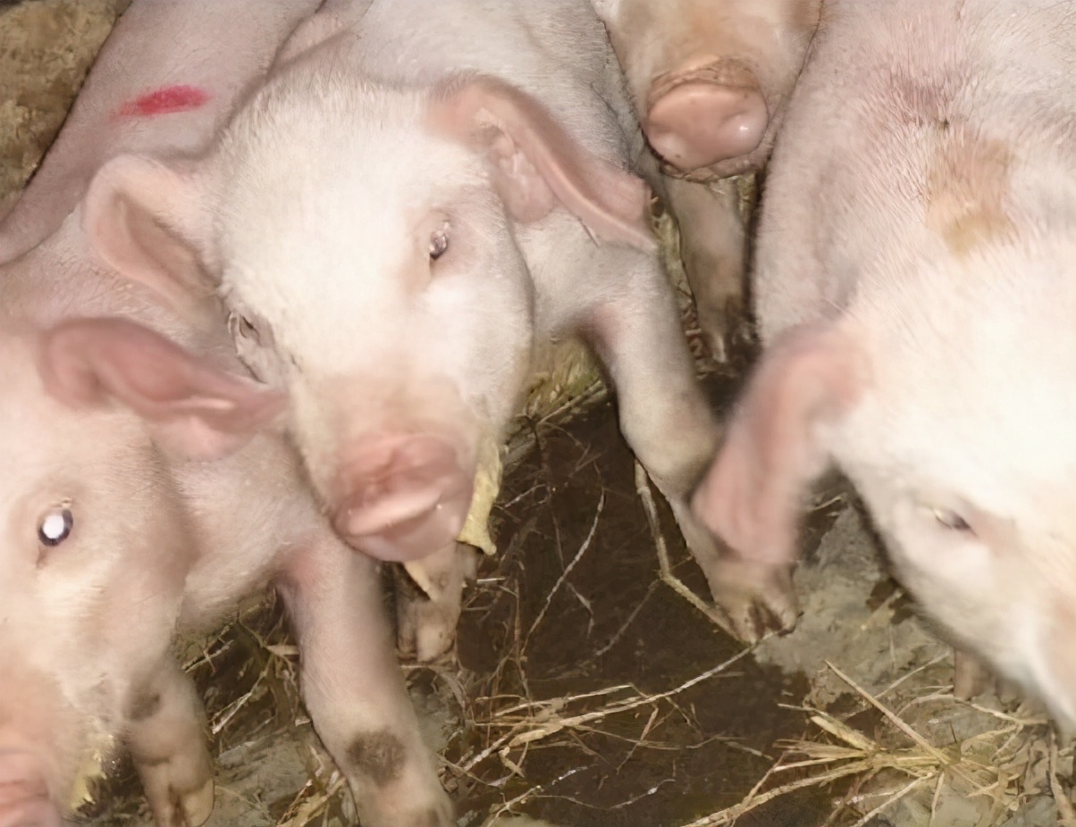 猪病了猪吃食呕吐是怎么回事,猪呕吐怎么回事怎么治疗