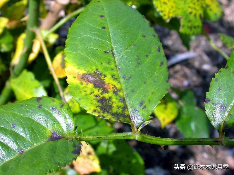 月季病害高清图,12种月季常见病害图解