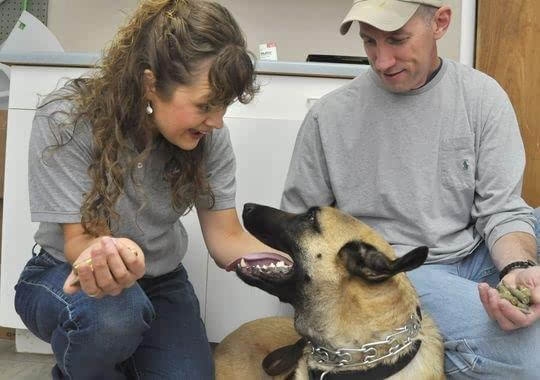 狗狗乱吃咬东西怎么办,怎样训练狗狗不乱吃地上的东西