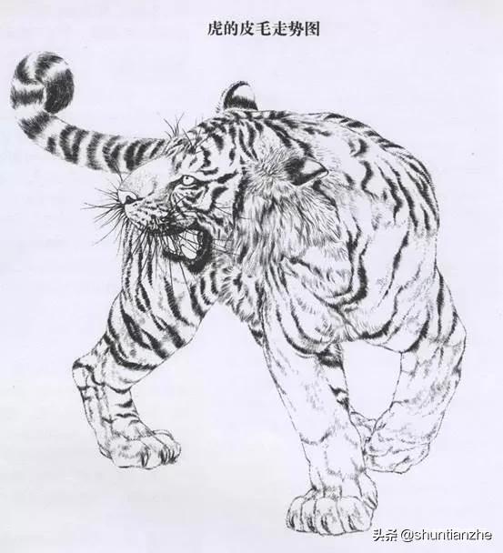 工笔老虎技法教学视频,工笔老虎胸毛的撕毛法