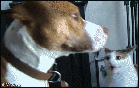 许多家猫家狗的冷知识,狗出没冷知识