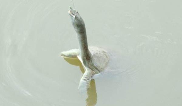 钓甲鱼最好的方法,甲鱼几月份最好钓