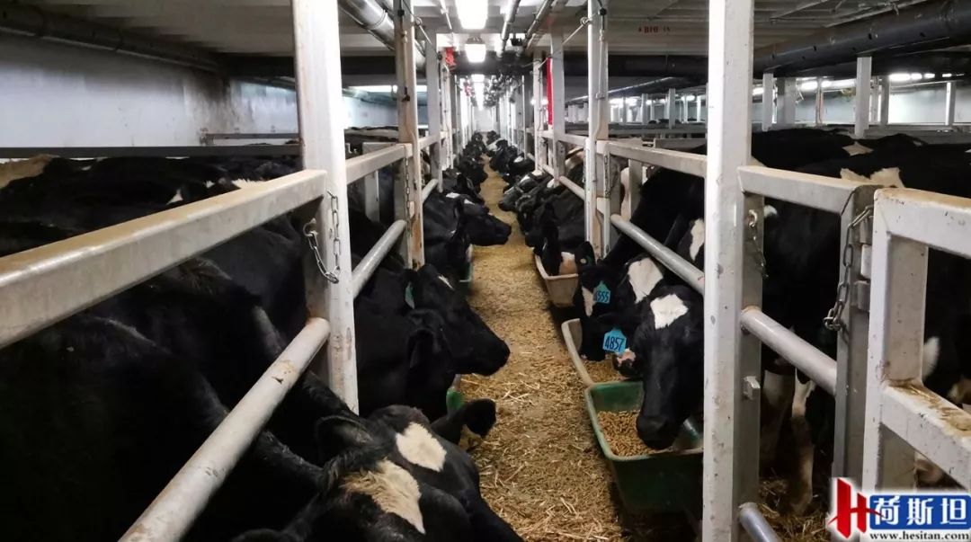 4000头新西兰牛抵达大丰港适合中国消费者的海福特肉牛强势来袭