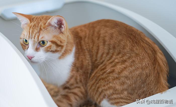 猫咪尿频、尿不出，小心尿结石