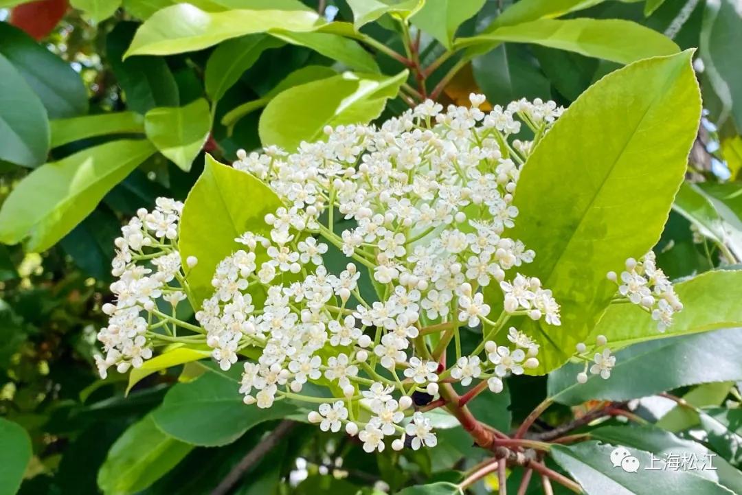 这几天的松江，可真叫人左右为“楠”……