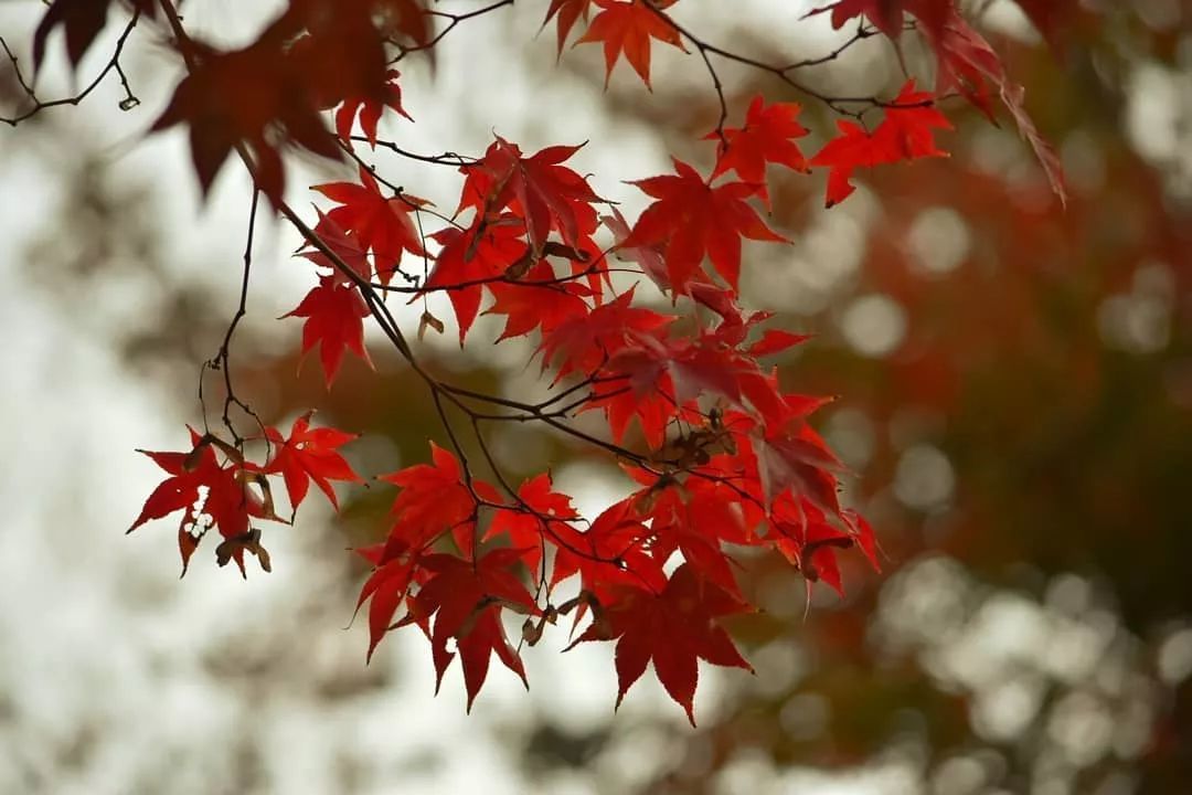 停车坐爱枫林晚，感受火红的秋