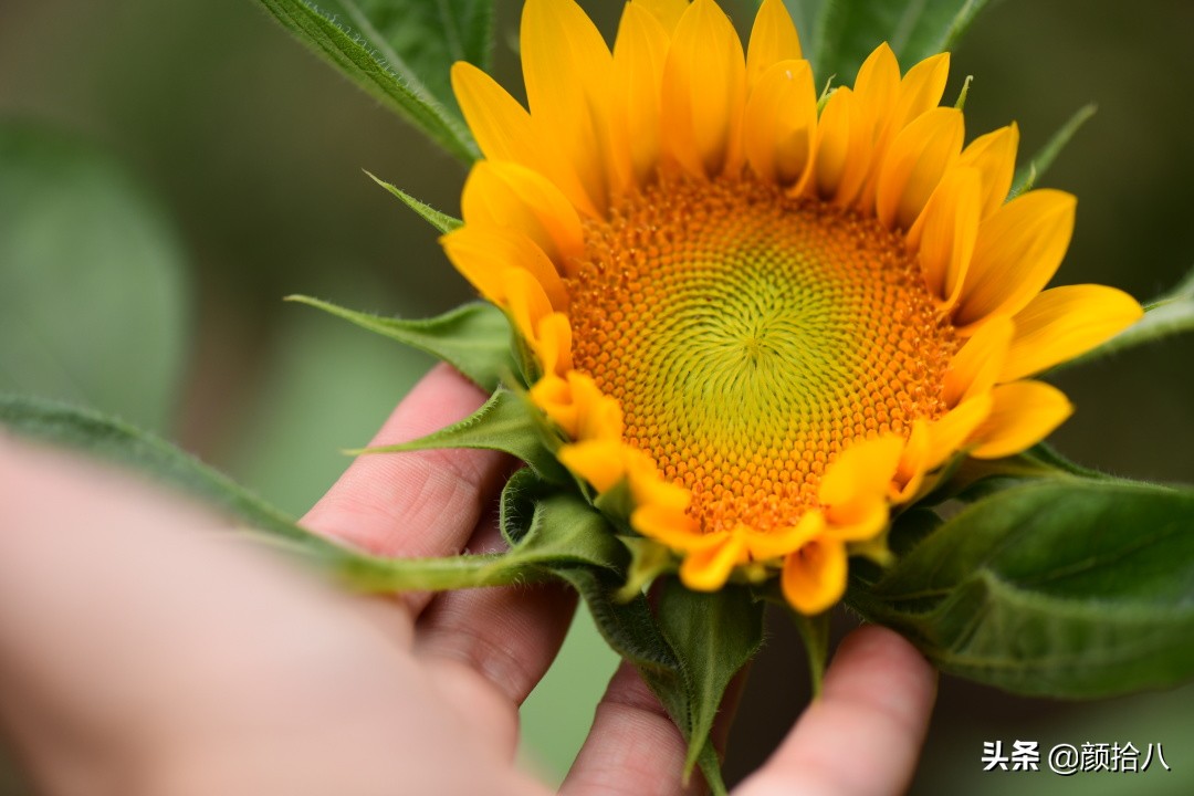 这个夏天我在花园里种向日葵|园丁