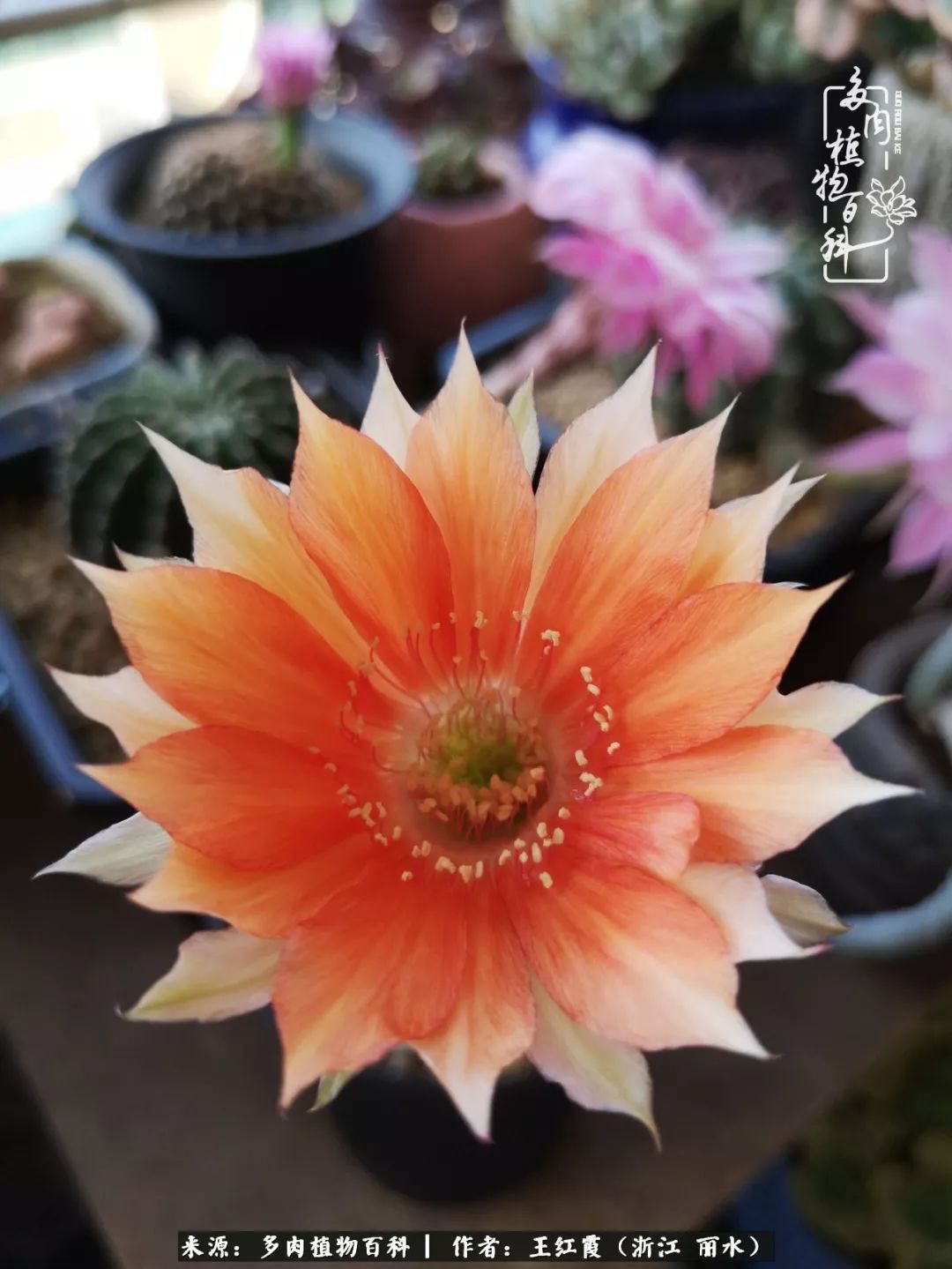 仙人球春天露养条件,仙人球露养条件