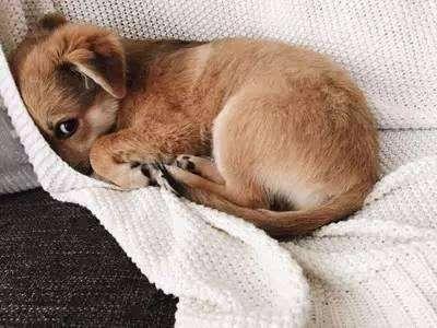 虐待狗狗会有什么后果,狗狗被人虐待后果