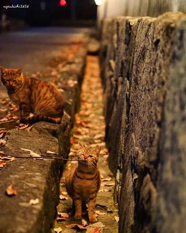 镜头下的猫视频,盘点那些可怜的流浪猫