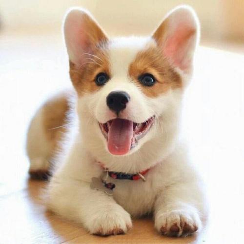 不同宠物花销大盘点原来养它才是真土豪