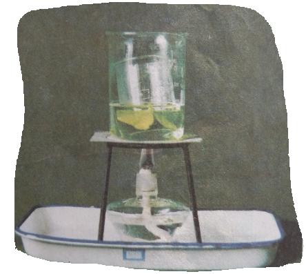 绿叶在光下制造有机物实验示意图,绿叶在光下制造有机物的实验报告