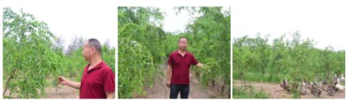 楼兰果业董事长张新政,新疆楼兰果业股份有限公司张新政