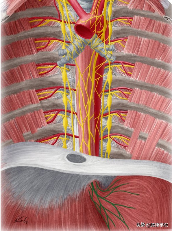 自主神经血管张力障碍,自主神经系统对血管的调控