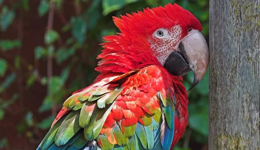 鹦鹉油画棒创意画幼儿,油画棒画动物牡丹鹦鹉教程