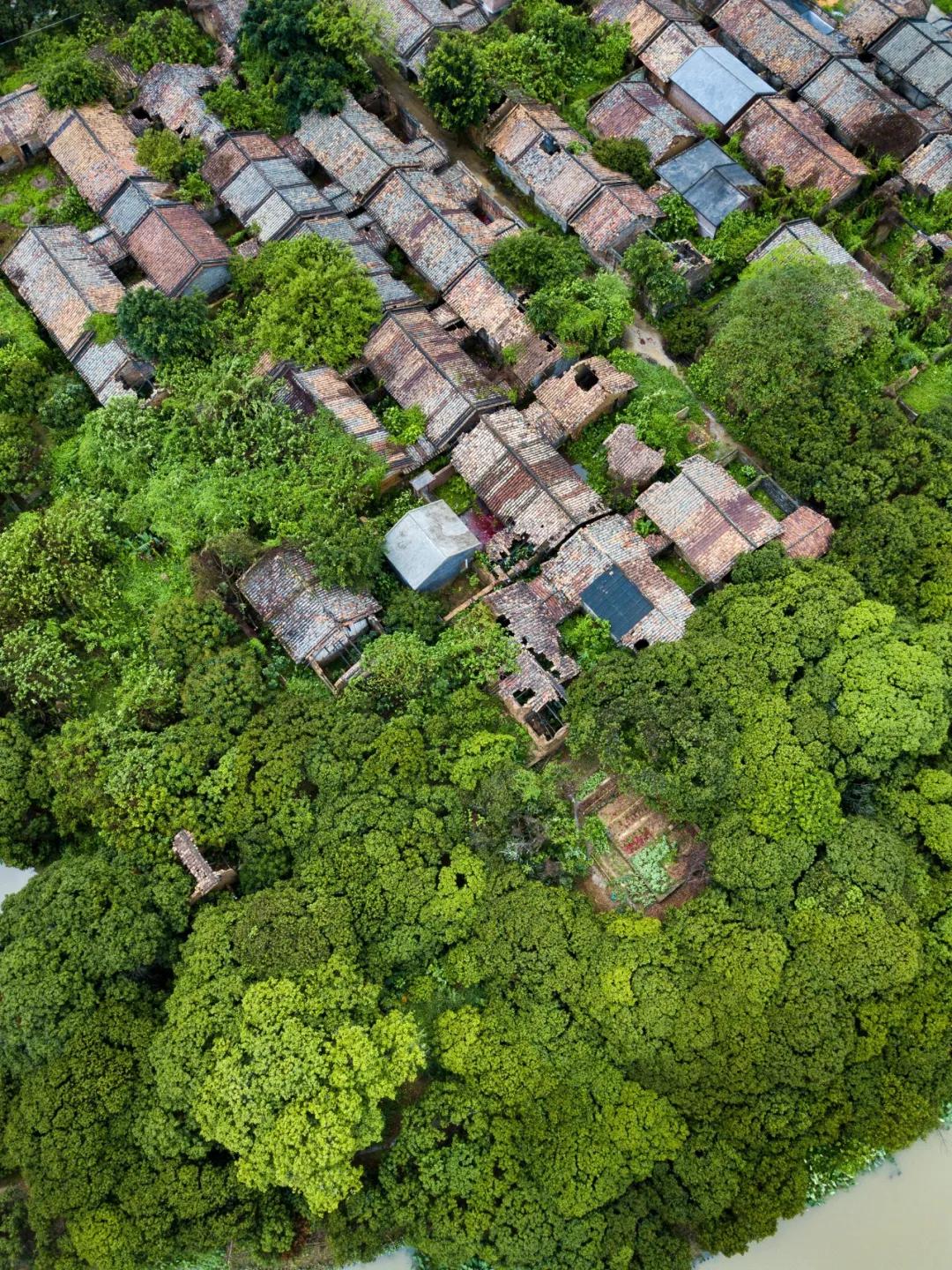 中国荔枝哪里好吃,哪个地方的荔枝最好吃最出名
