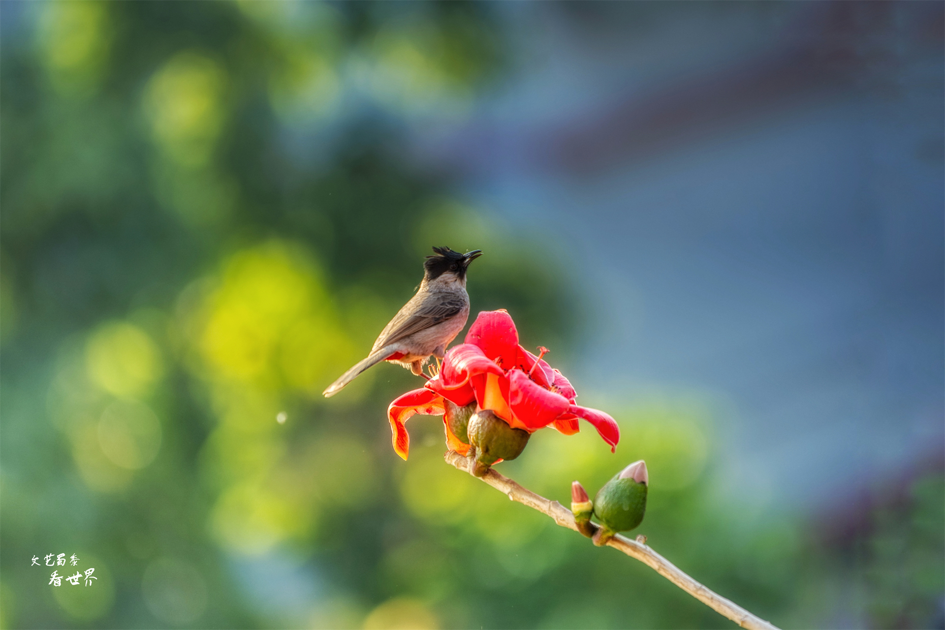 北海和攀枝花哪个适合过冬,去攀枝花过冬