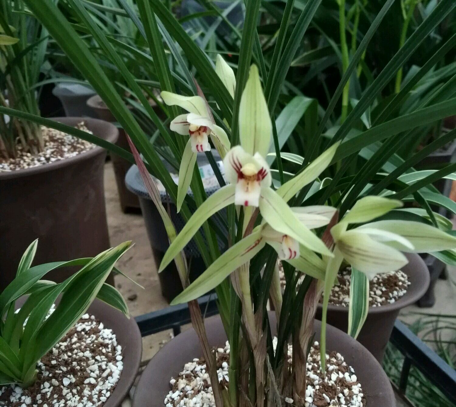 兰花冒尖是要开花了吗,兰花出花苞后黑尖怎么办