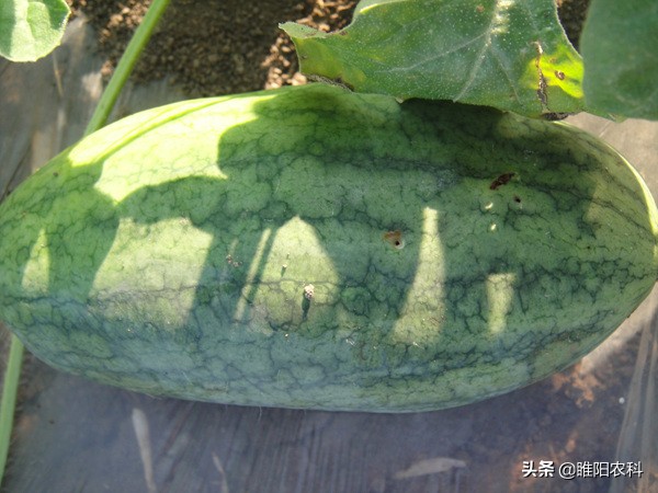 果农预防蜂虫方法,果农最怕什么农药呢