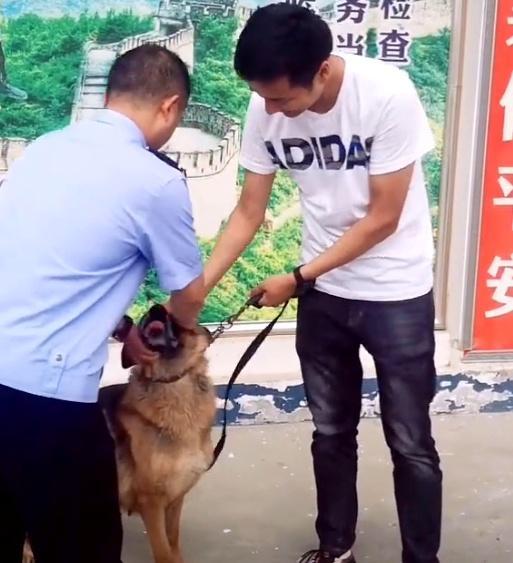 深圳警犬基地能领养警犬吗,警犬领养退役警犬价格一览表